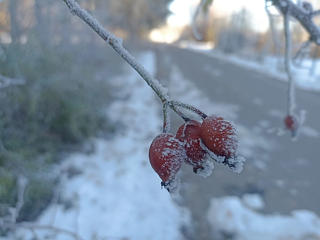Зимова казка наприкінці листопада 🍂❄️ - Роксолана на we.ua