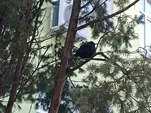 🐦‍⬛ - Роксолана на we.ua