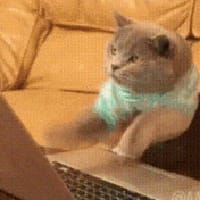 Пан Кіт на we.ua