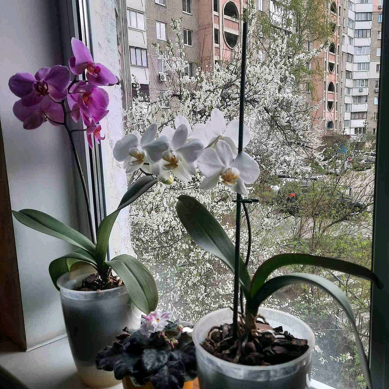 Яка краса у нас на вікні і за вікном. - Наталя Шпирковська on we.ua