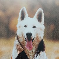 Артемій Лисенко на we.ua