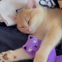 Кіт у зграї на we.ua