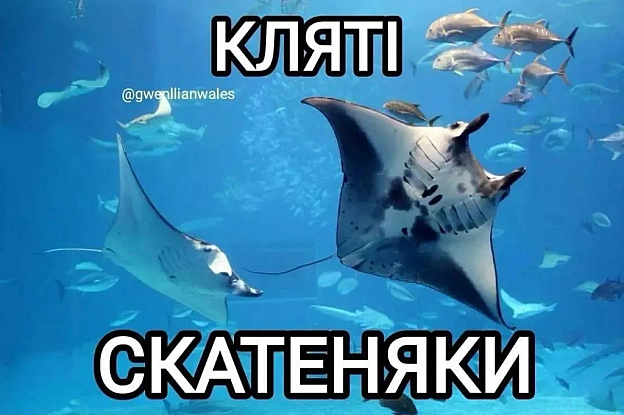 Vitalii на we.ua