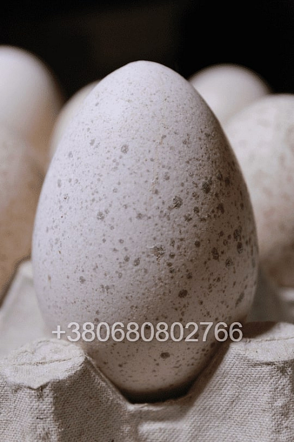 I will sale a farm animal or bird in Чернівці per 45 uah. on we.ua